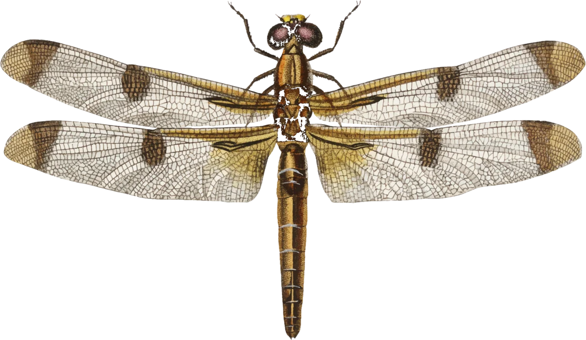 Painted Skimmer dragonfly — Libellula semifasciata