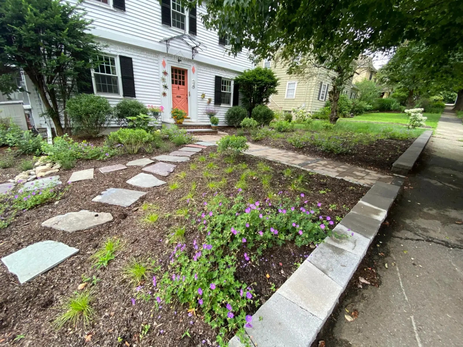 Arlington shady meadow in bloom
