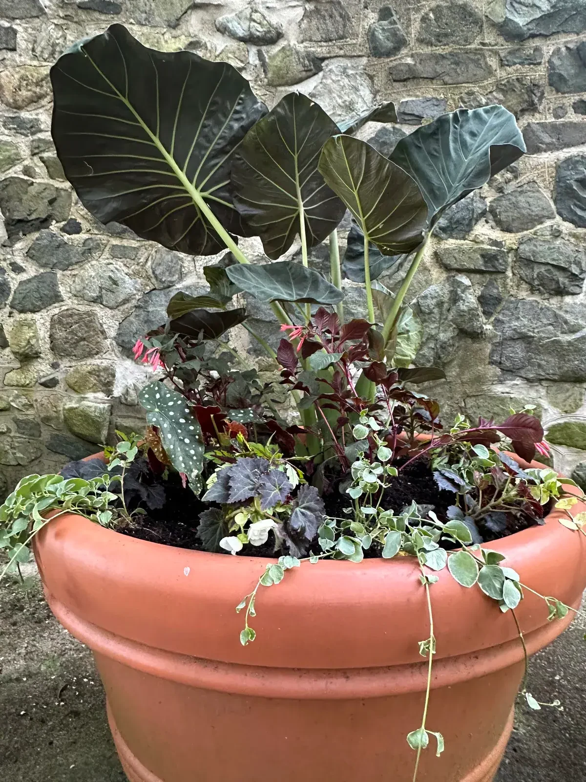 Terracotta planter with elephant ear