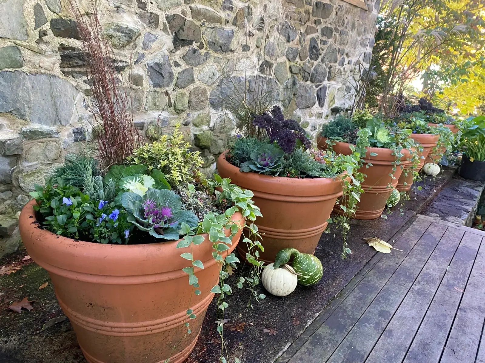 Autumn planter arrangements with seasonal colors