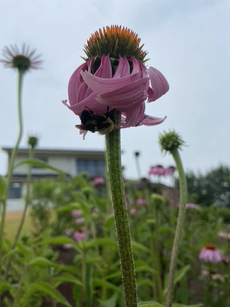 A bumblebee on a purple coneflower in a summer meadow