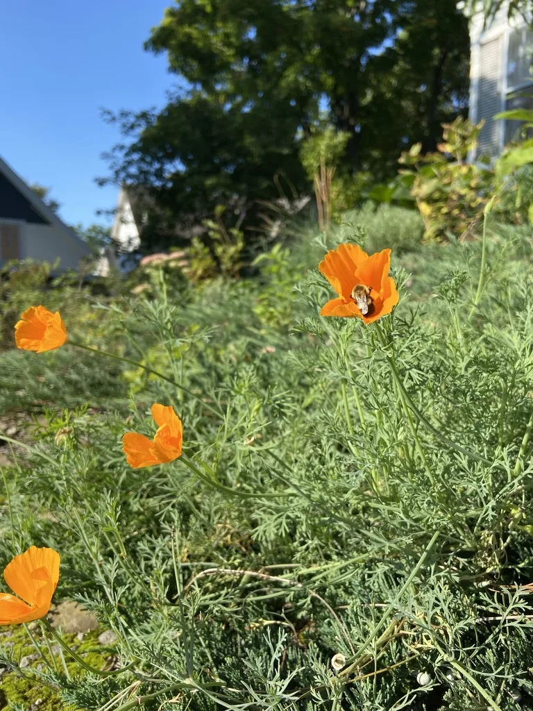 Orange California poppies with a visiting bee