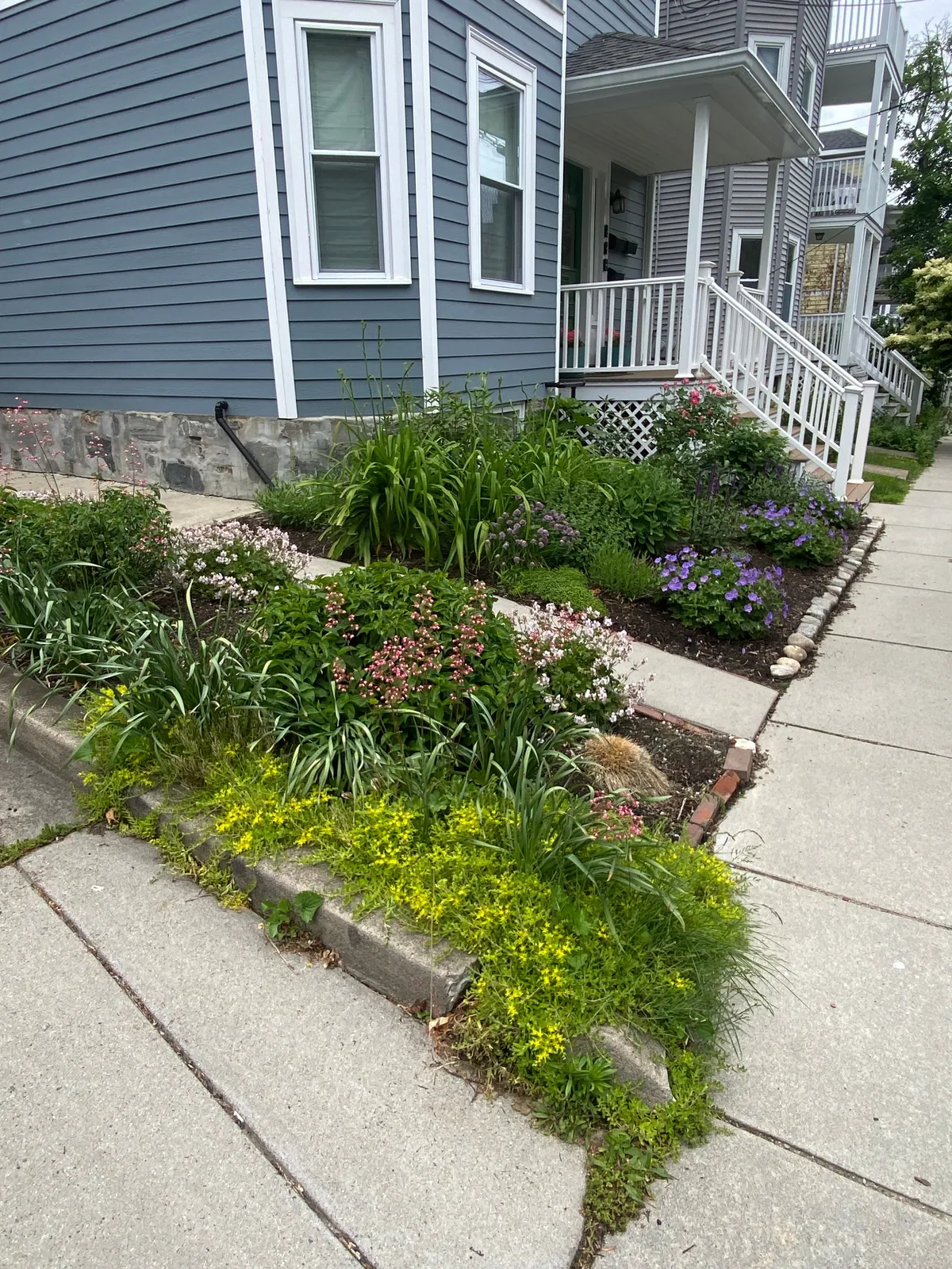 A narrow front garden of mixed perennials spilling over the granite curb beside a city sidewalk