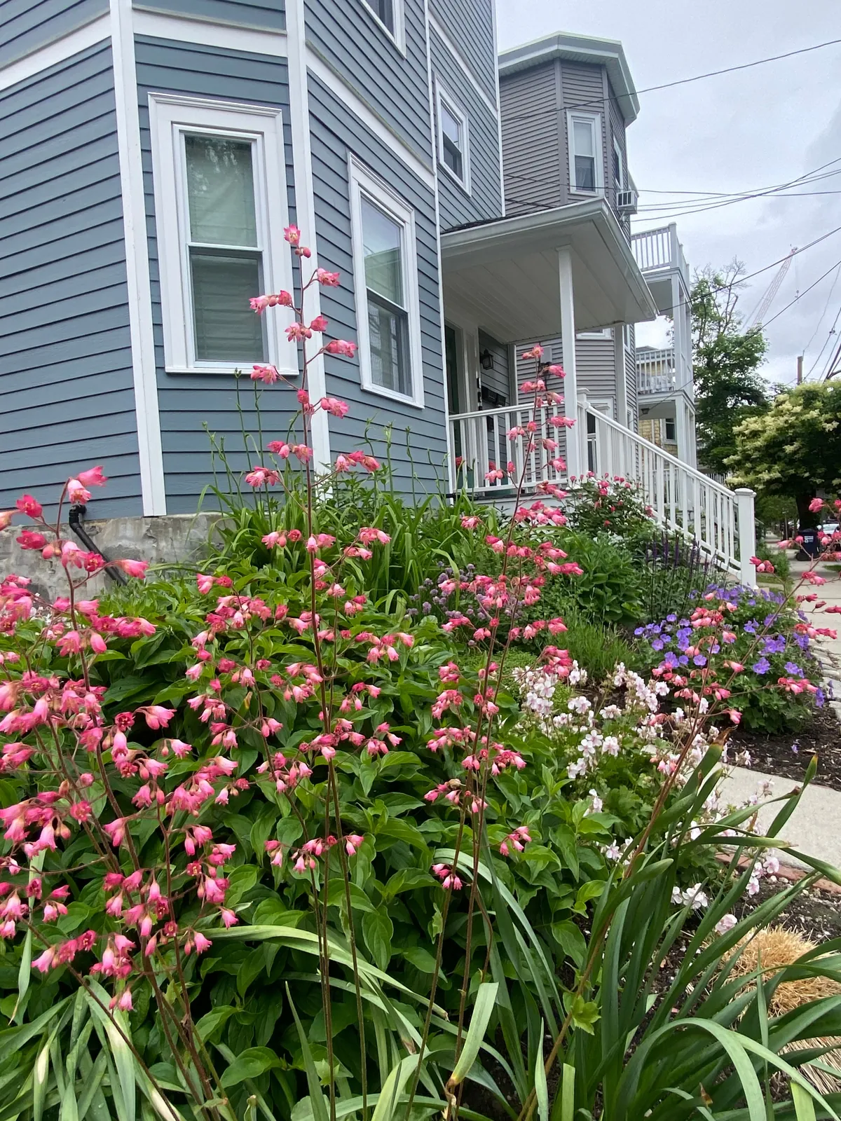 Pink penstemon in bloom along the front bed, with the triple-decker porch behind