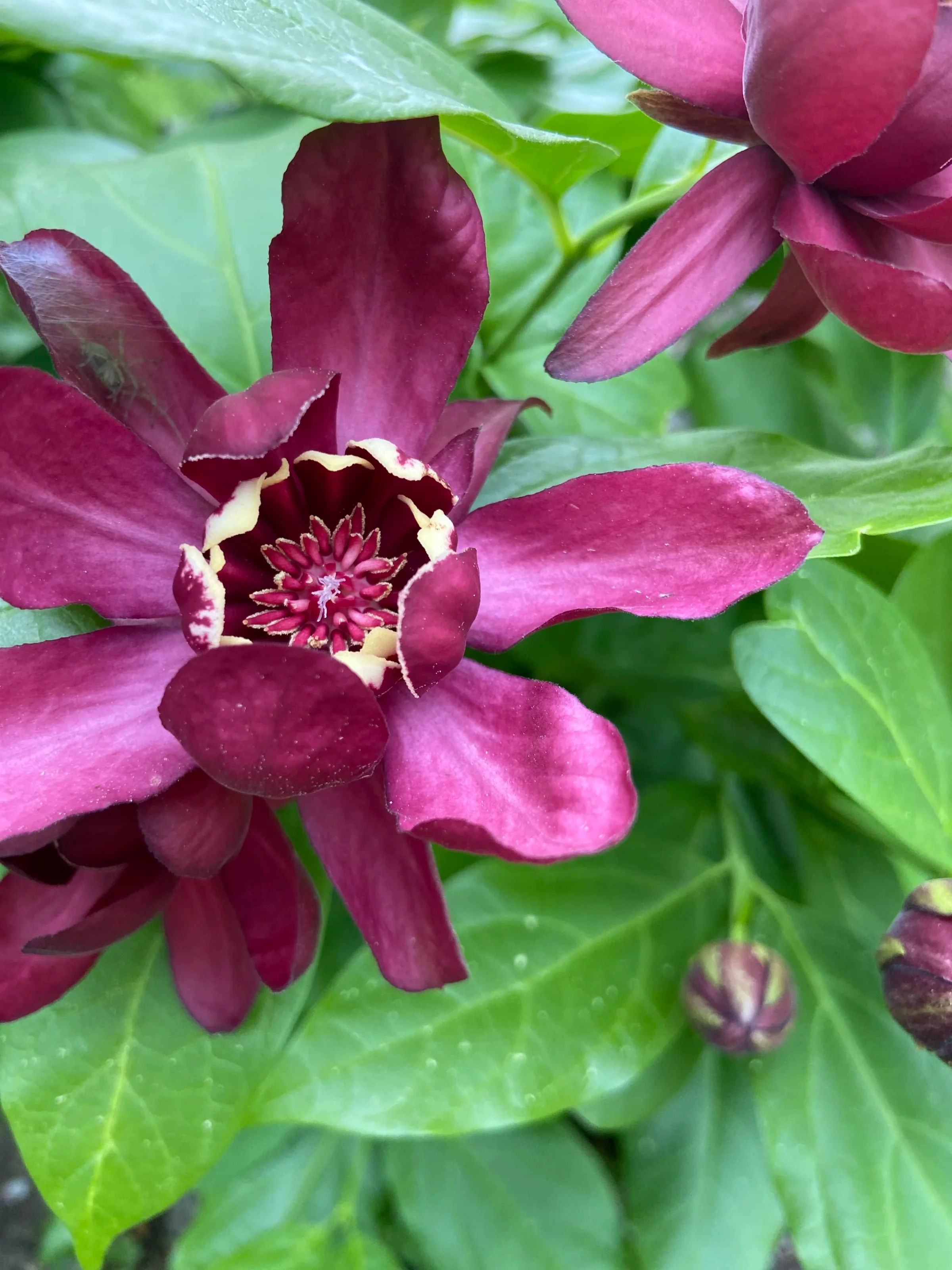 Carolina allspice shrub in deep wine-red bloom