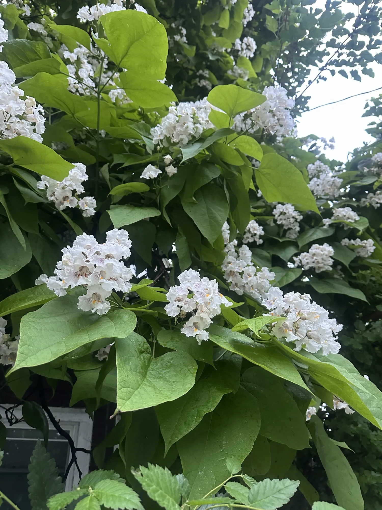 A catalpa tree covered in white summer flowers