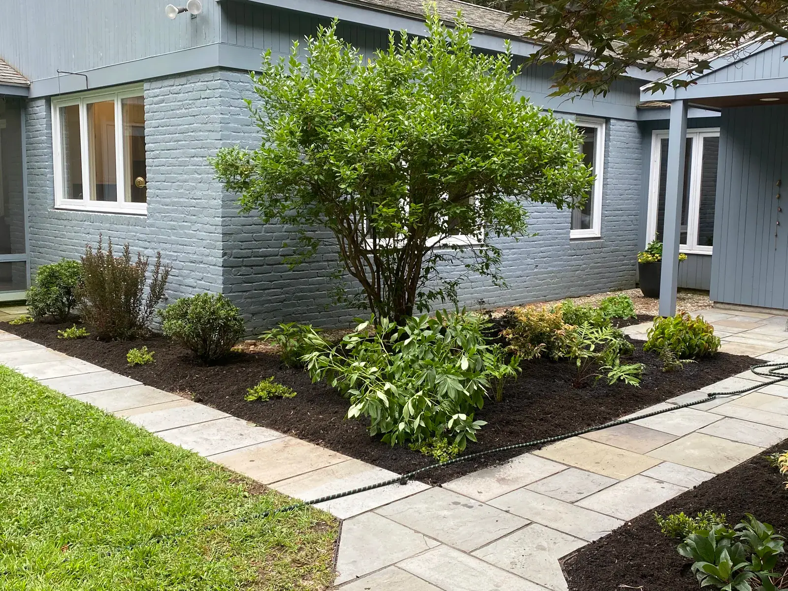 Wide view of the foundation planting