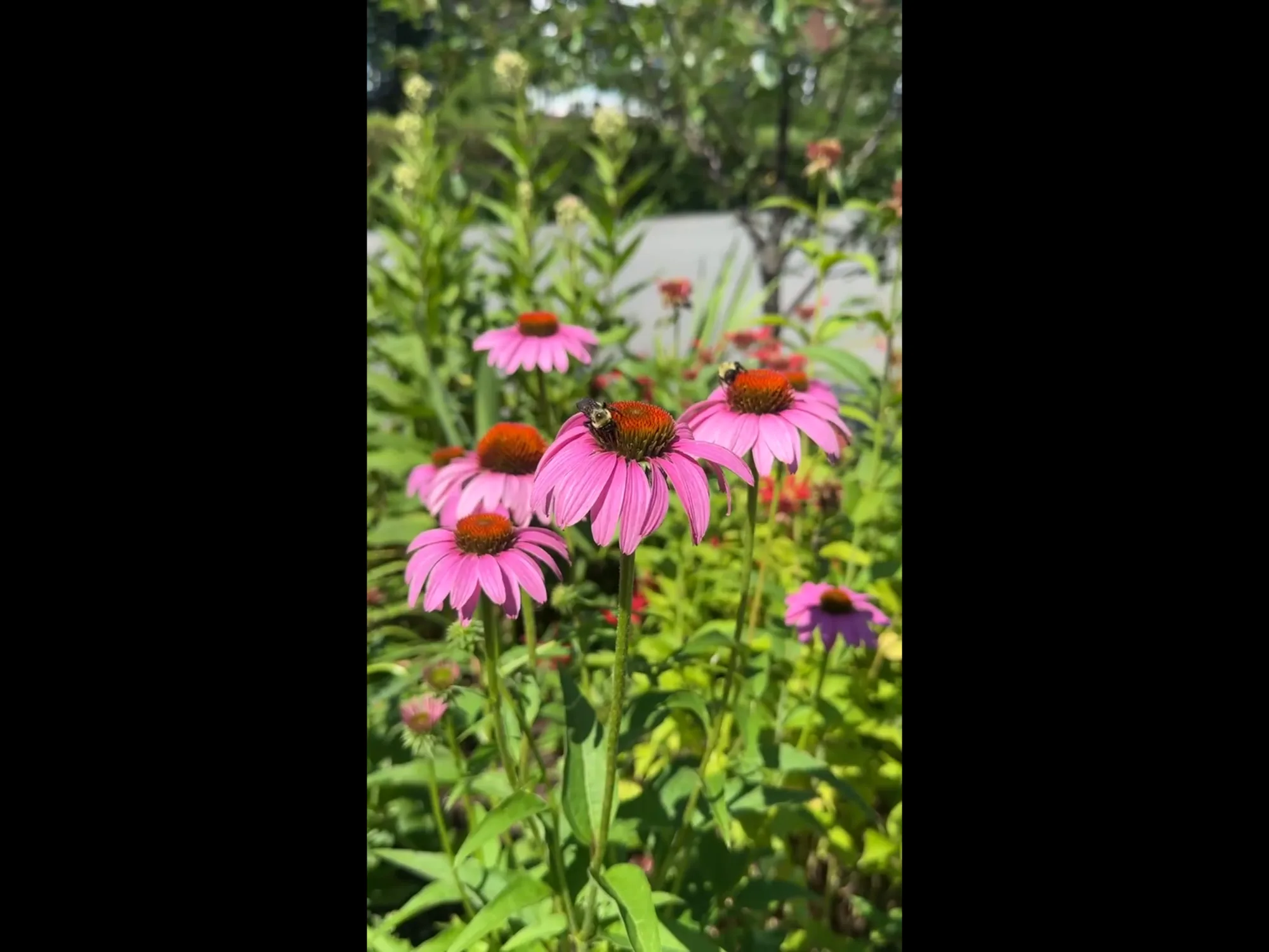 Bumblebees on purple coneflowers in a pollinator garden