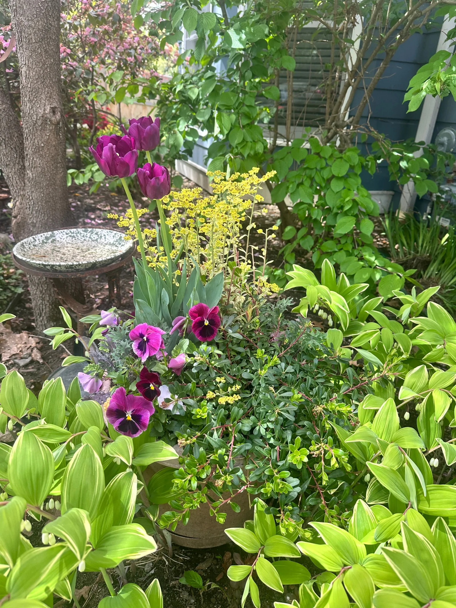 Seasonal container planting