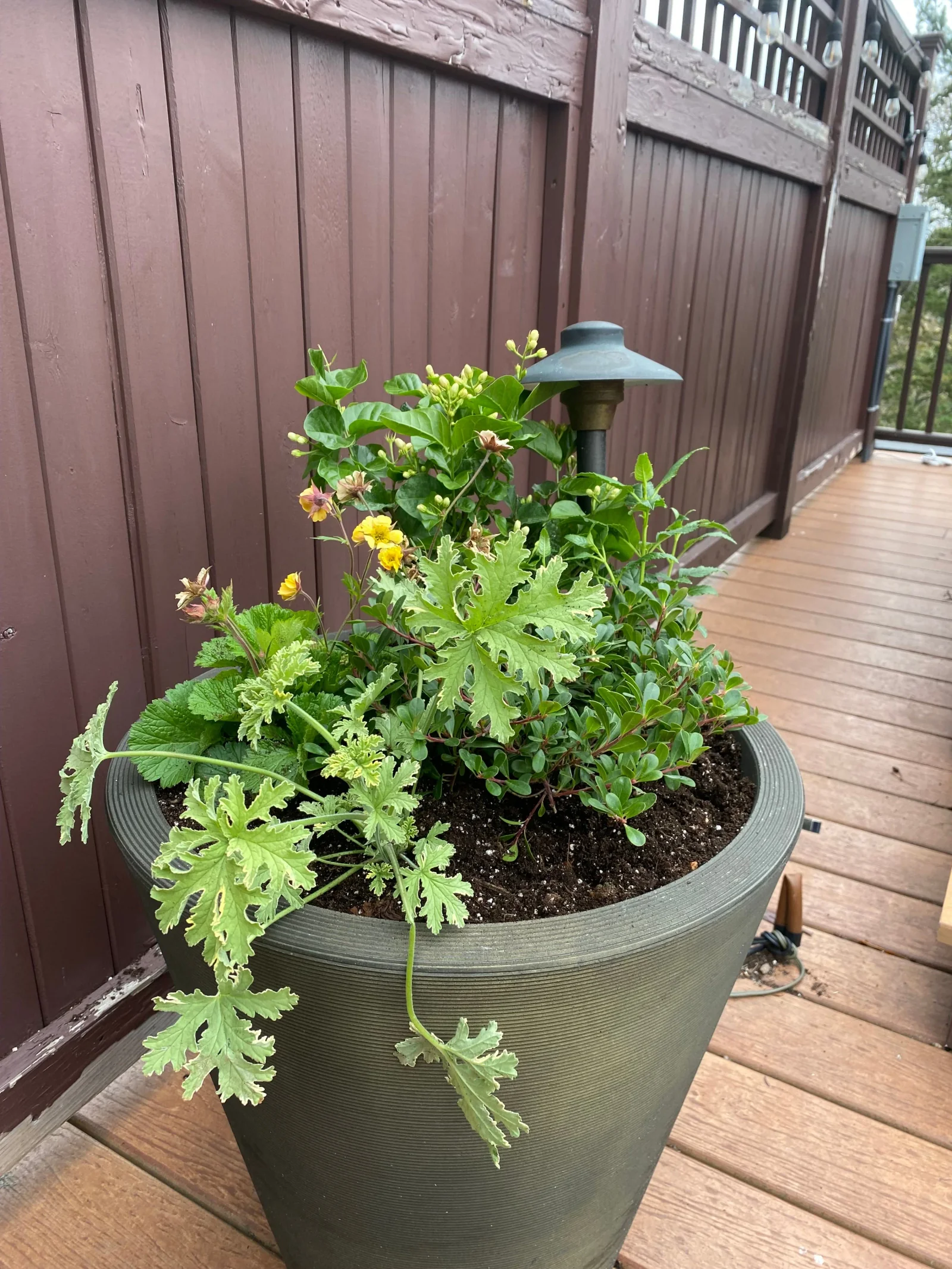 Seasonal container planting