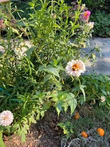 Cutting garden detail