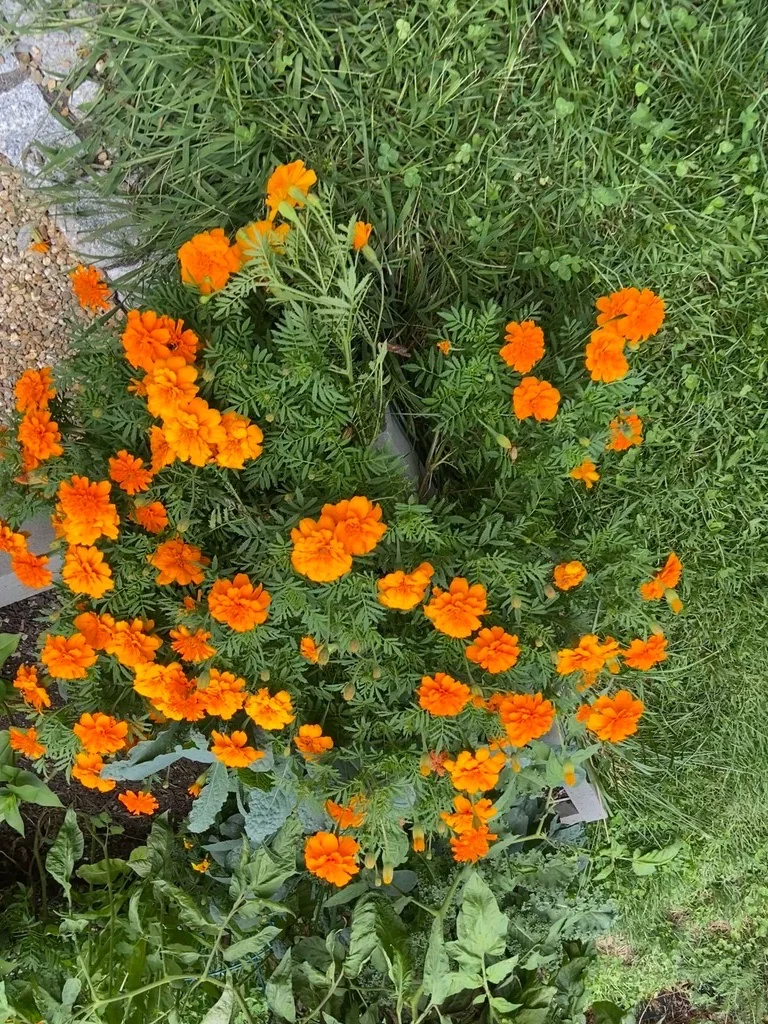 Cutting and pollinator plantings in a brick-fronted city garden