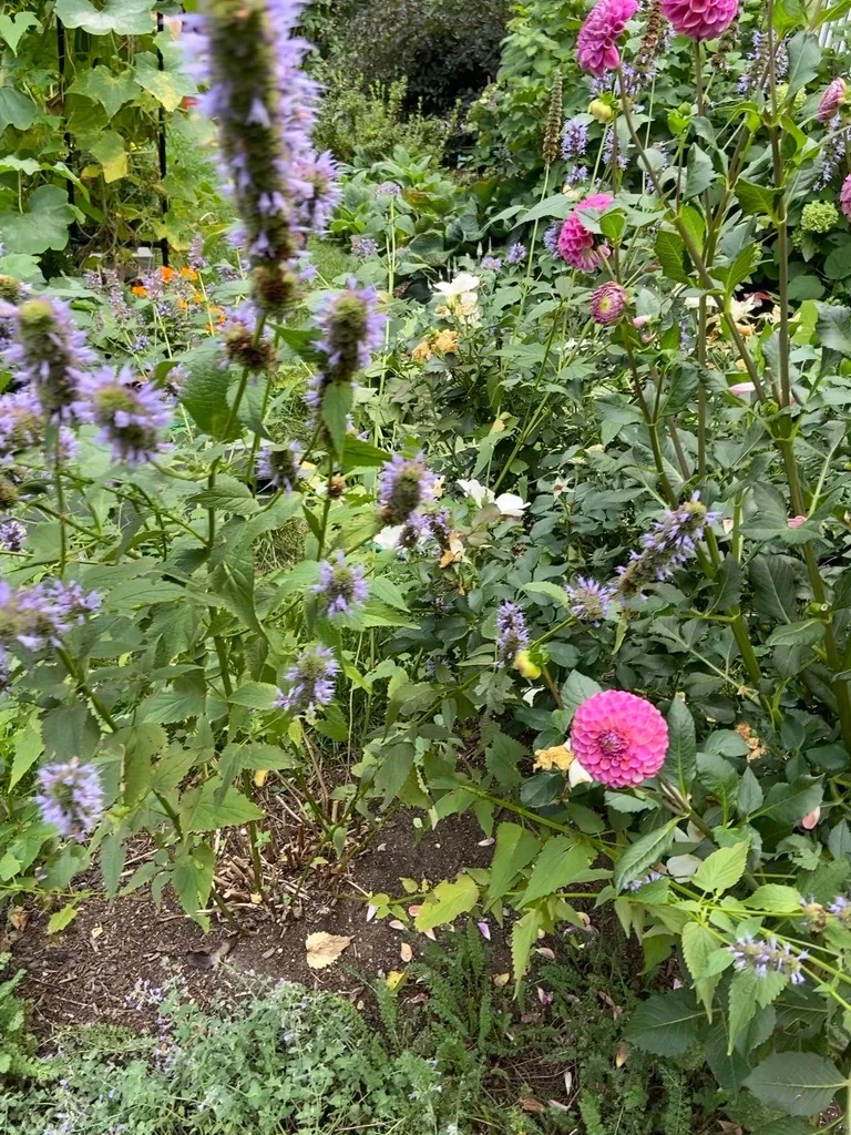 Cutting and pollinator plantings in a brick-fronted city garden