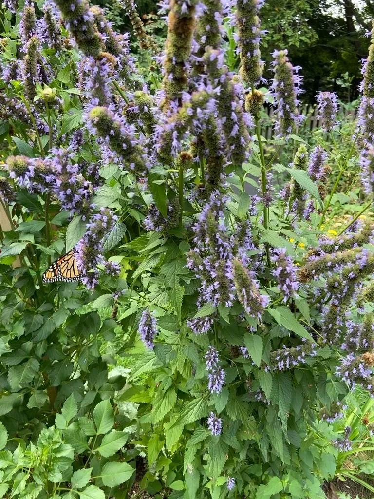 Cutting and pollinator plantings in a brick-fronted city garden