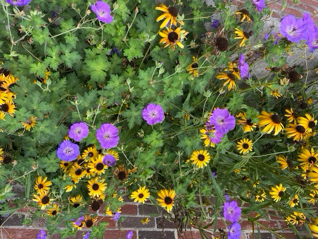 Cutting and pollinator plantings in a brick-fronted city garden