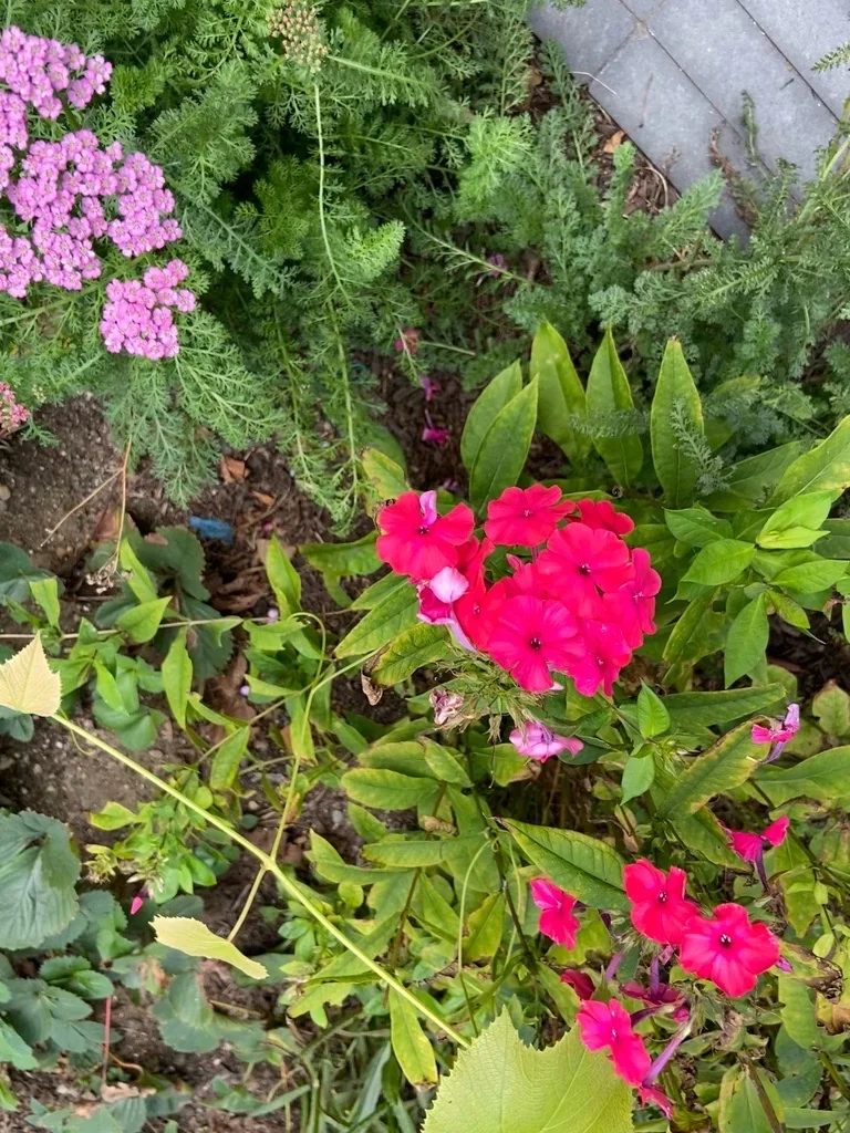 Cutting and pollinator plantings in a brick-fronted city garden