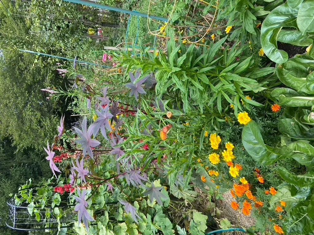 Cutting and pollinator plantings in a brick-fronted city garden