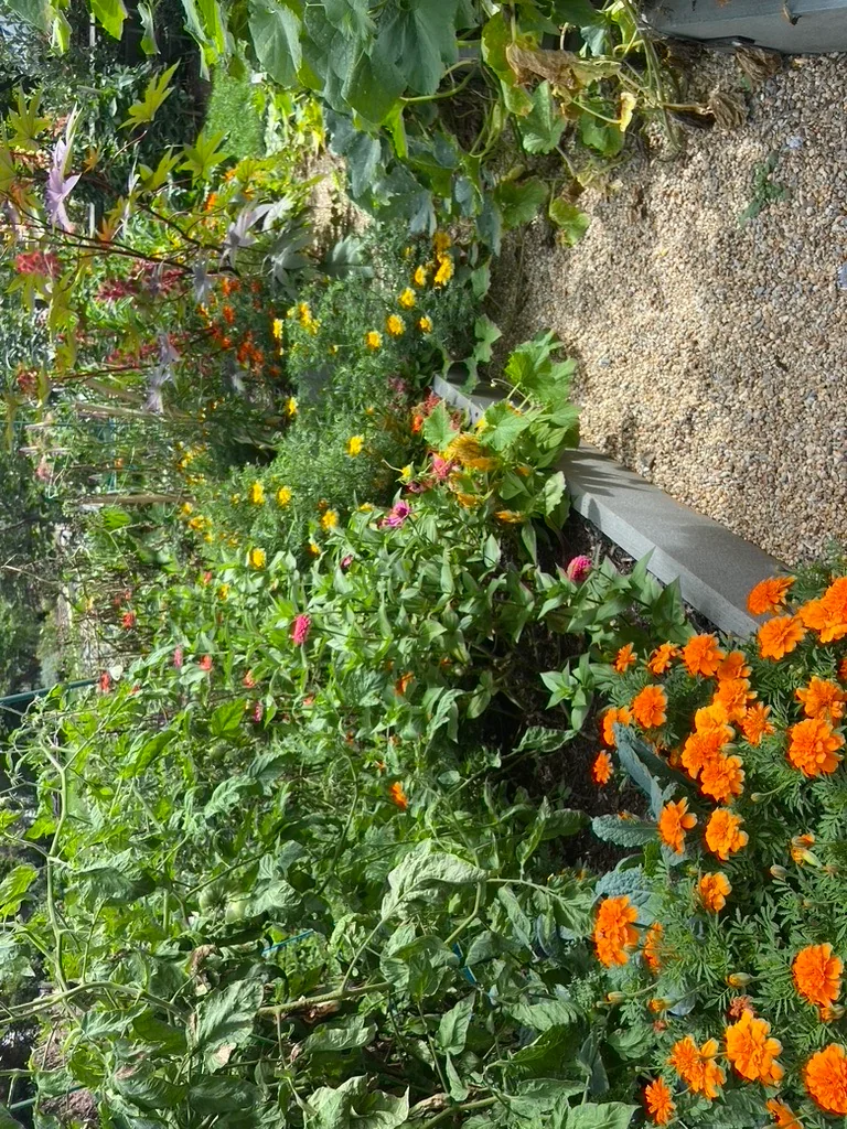 Cutting and pollinator plantings in a brick-fronted city garden