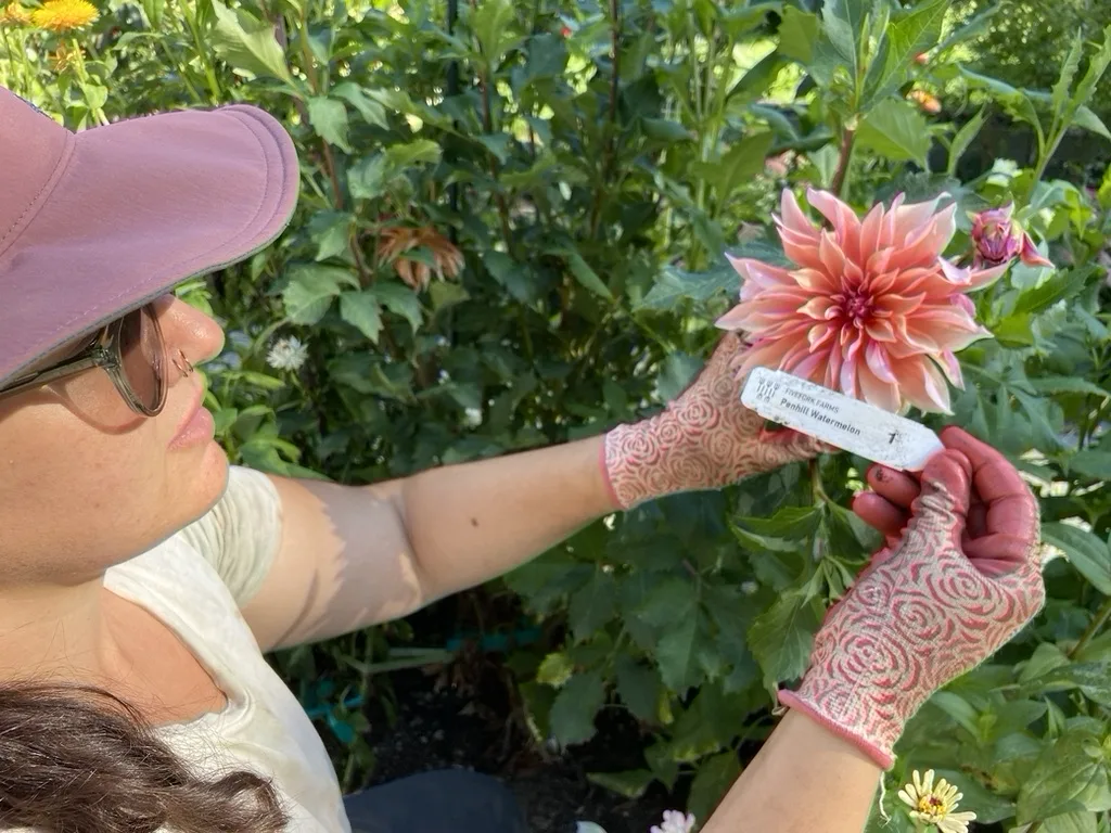 Cutting garden in bloom with rows of flowers