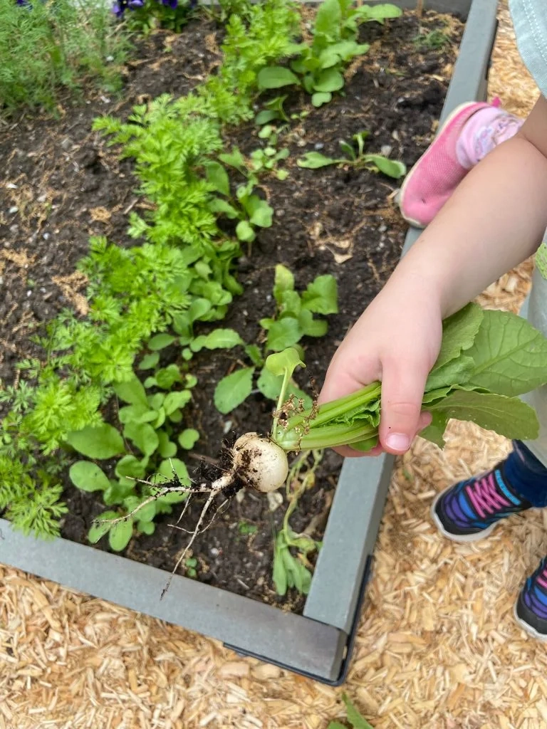 Edible garden planting