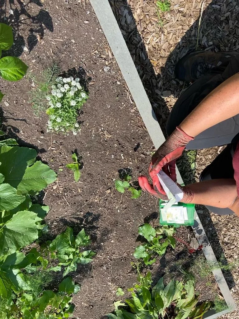 Edible garden planting
