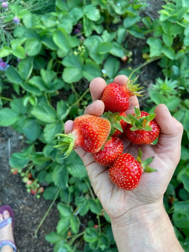 Edible garden planting