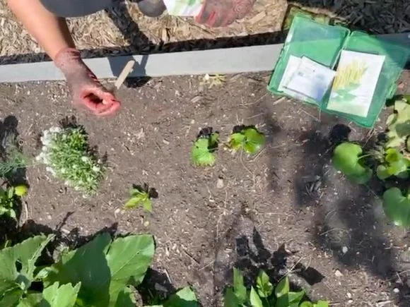 Edible garden planting