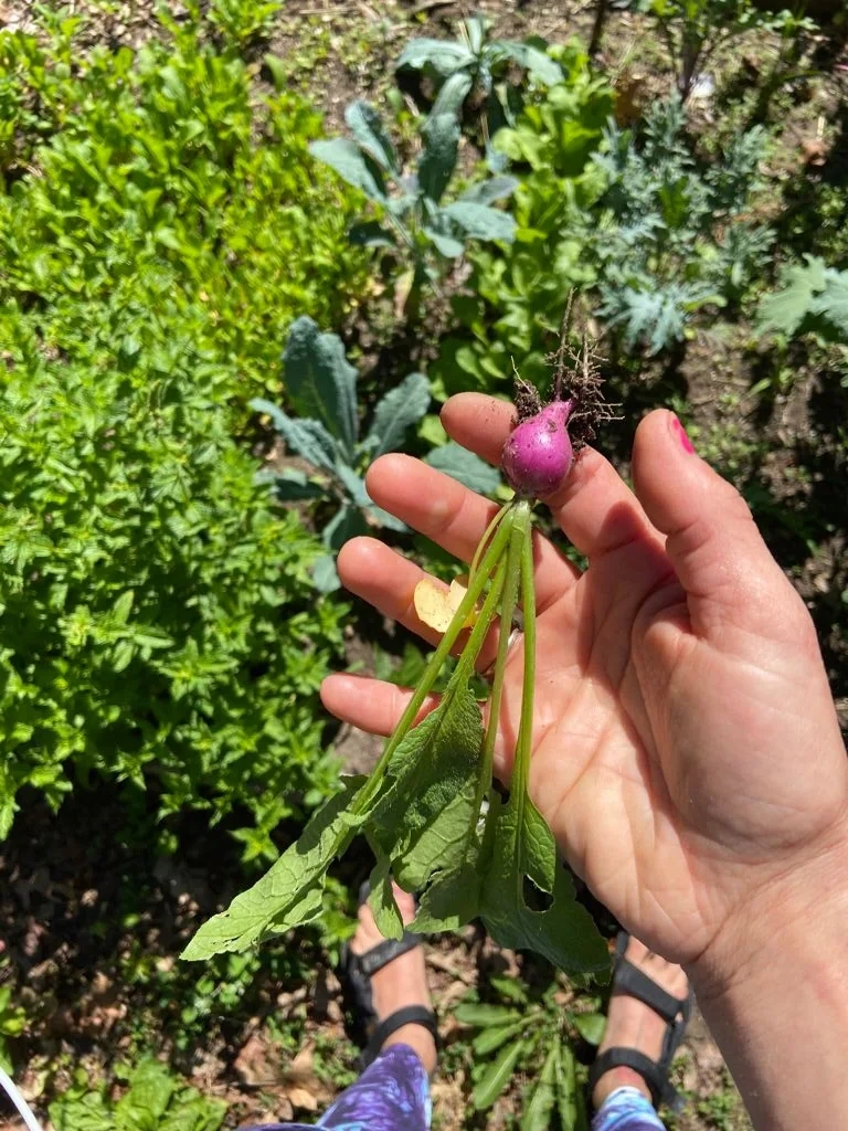 Edible garden planting