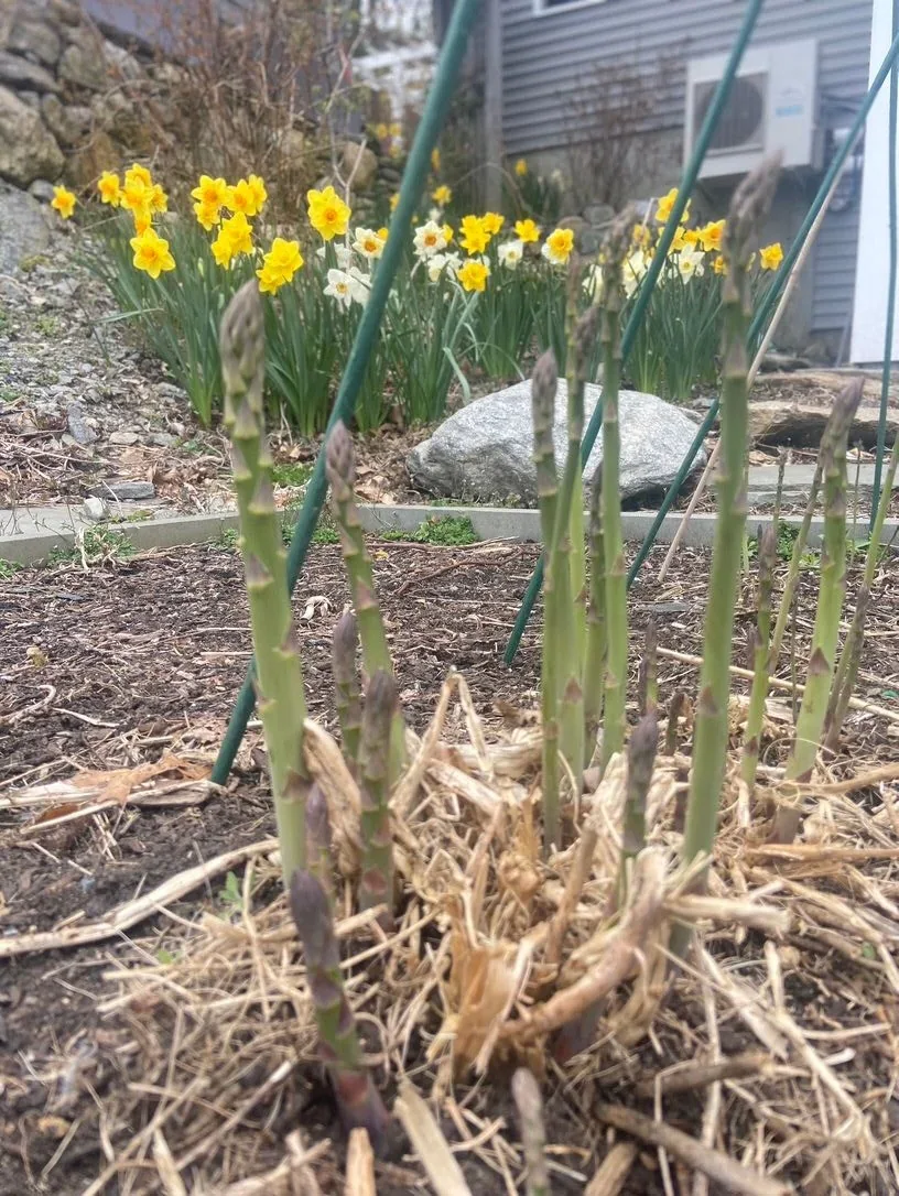 Edible garden planting