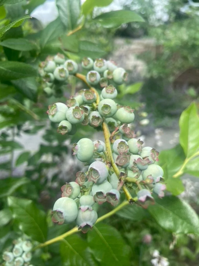 Edible garden planting