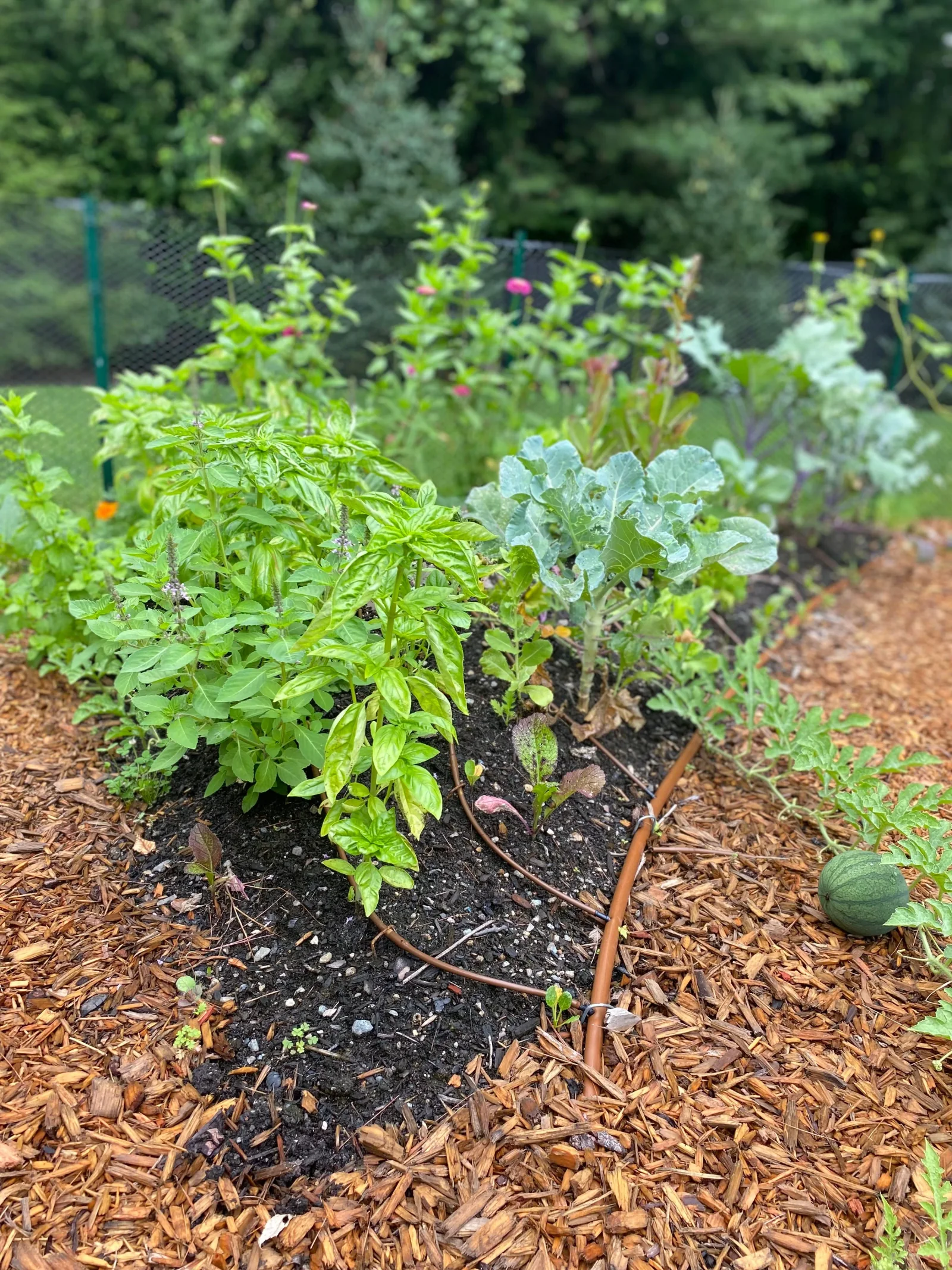 Edible garden planting