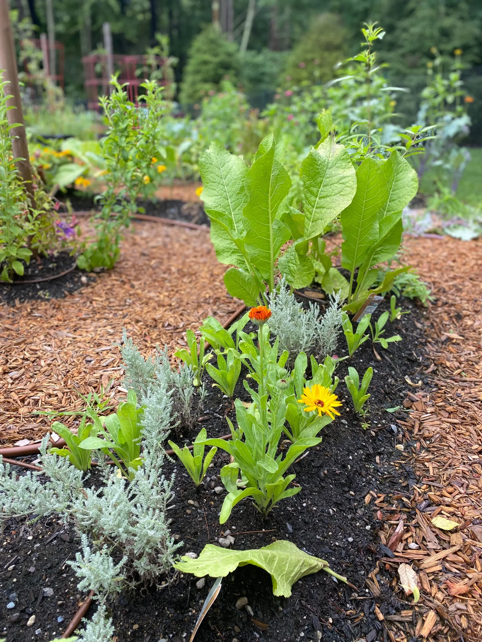 Edible garden planting