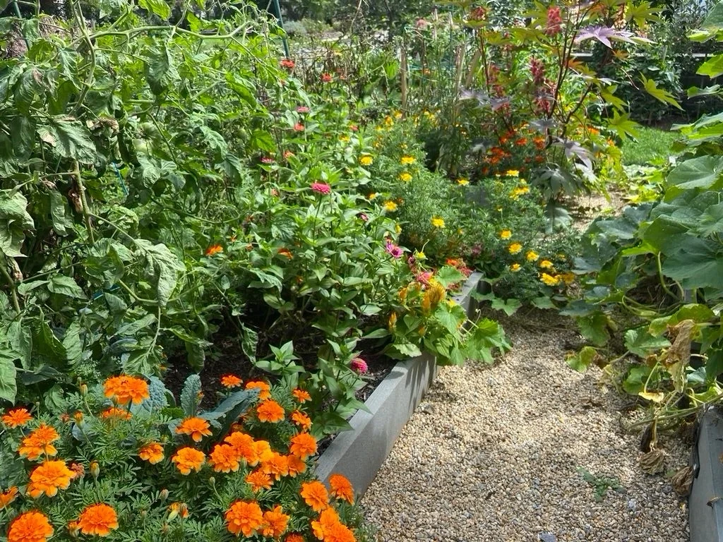 Edible garden planting