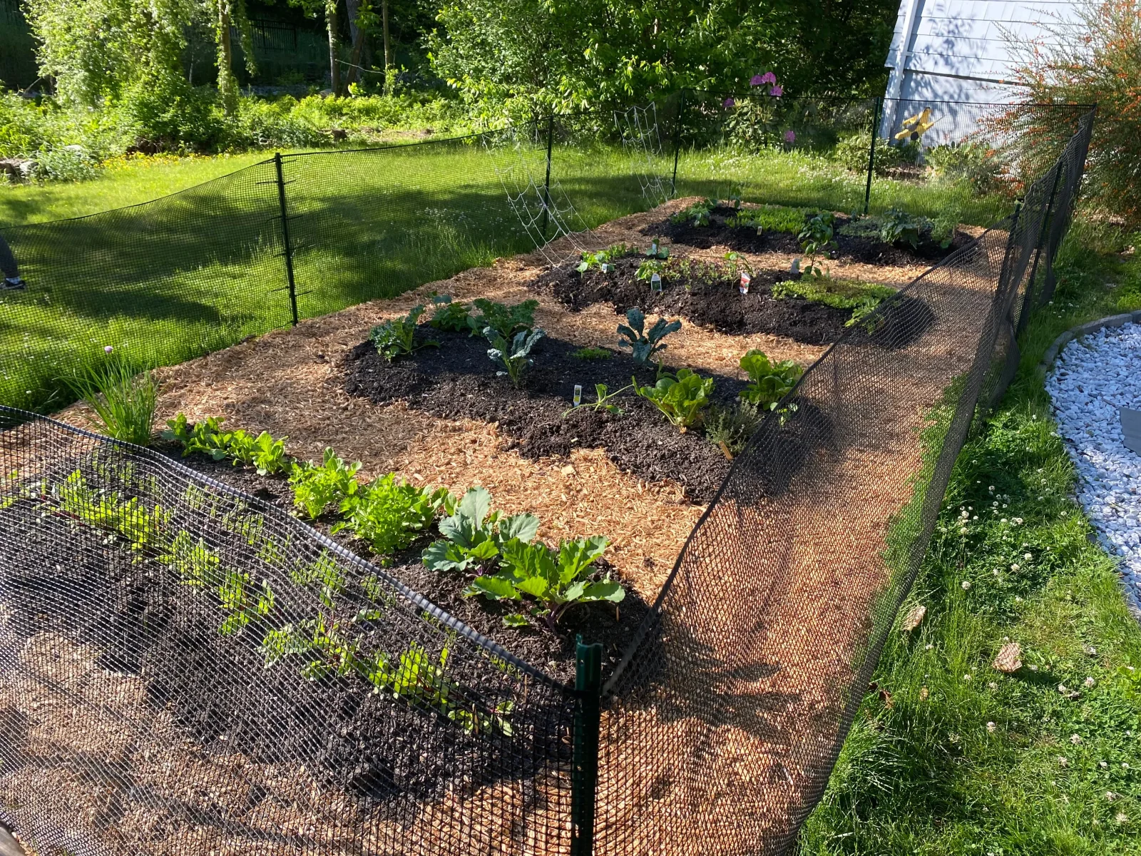 Edible garden planting