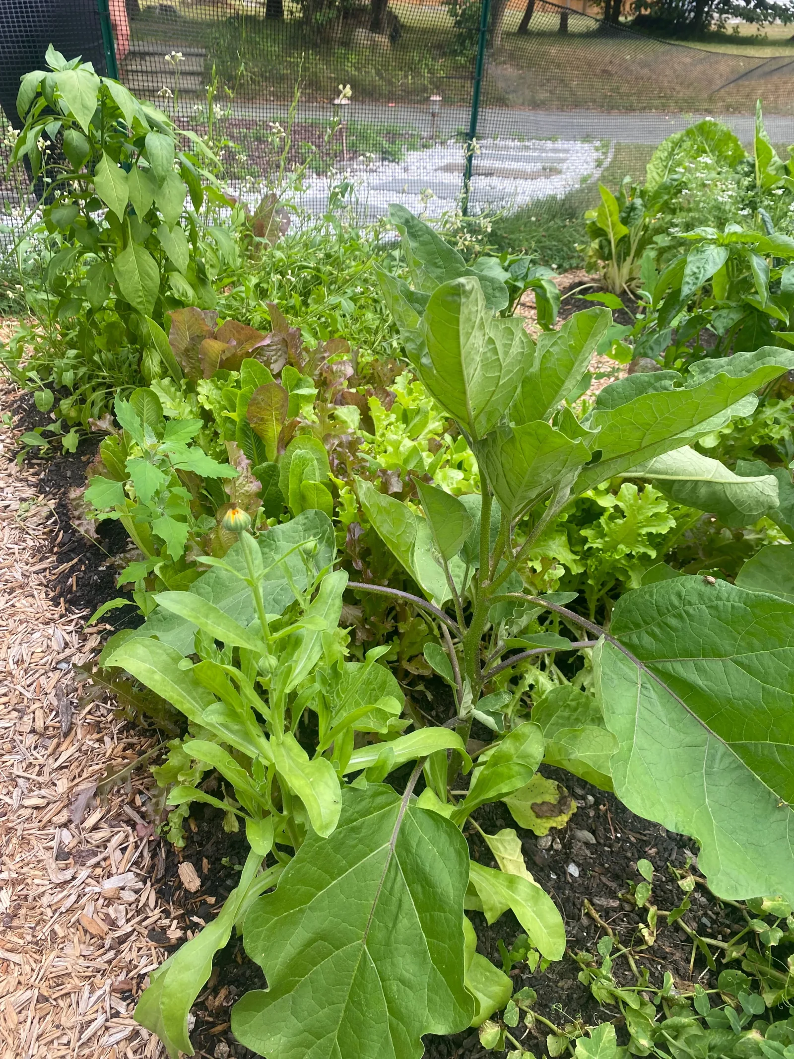 Edible garden planting