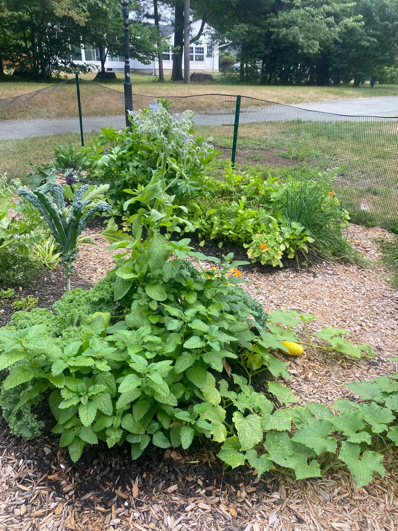 Edible garden planting