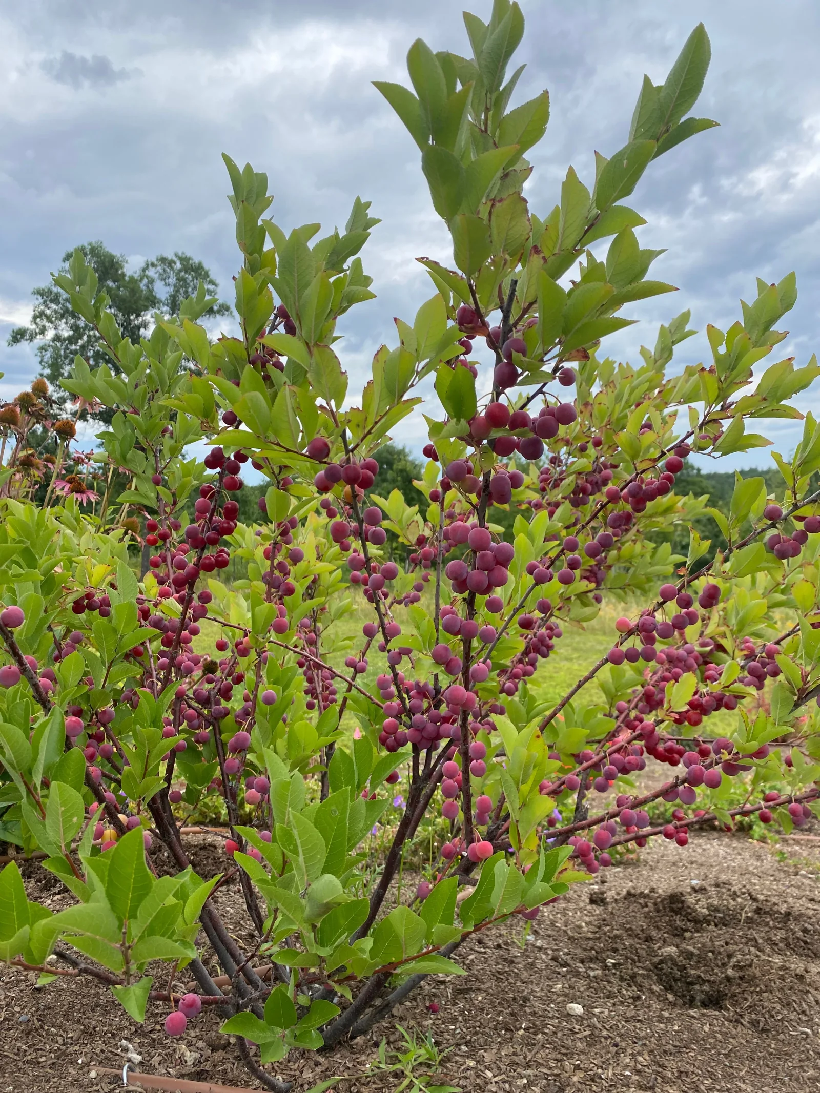 Edible garden planting