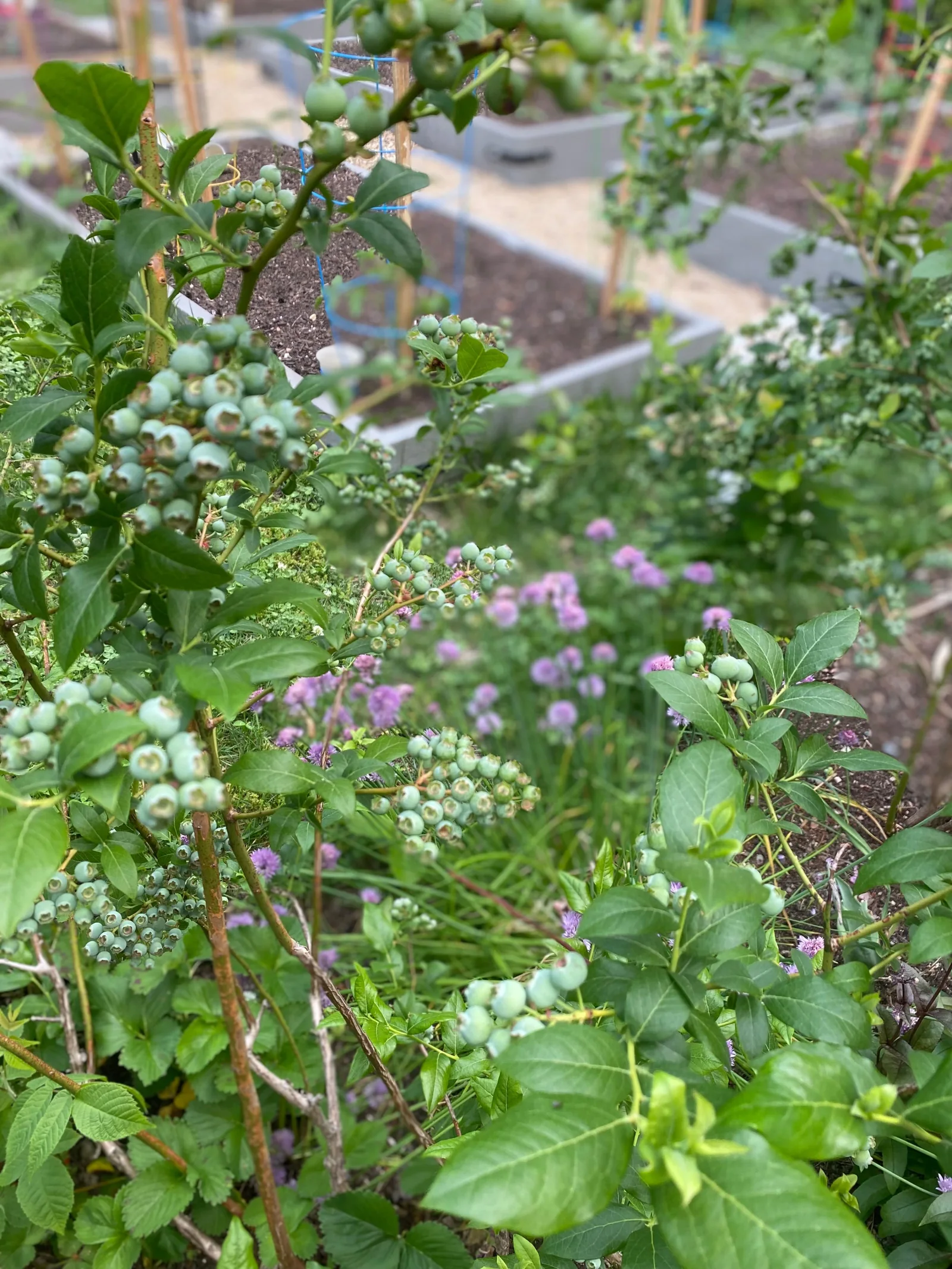 Edible garden planting