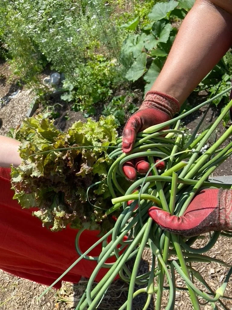 Edible garden planting