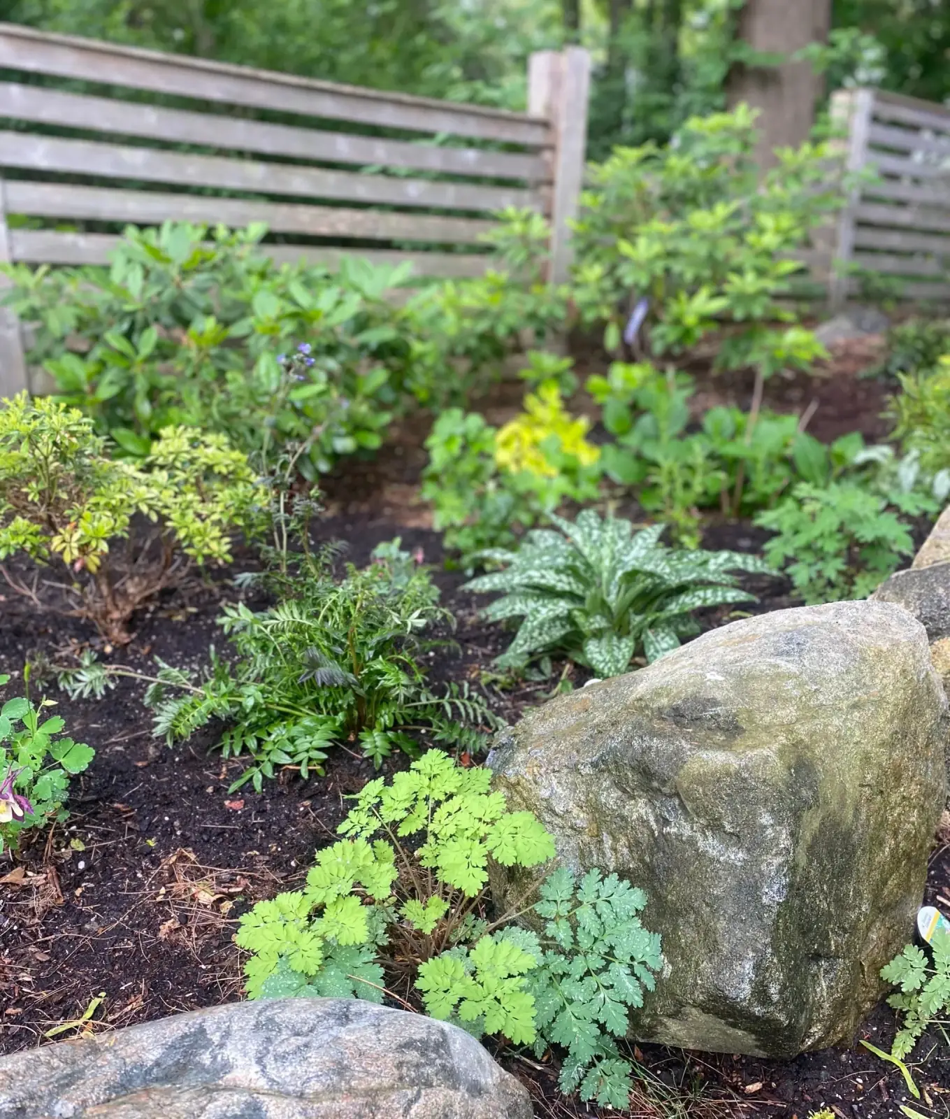 Foundation planting detail