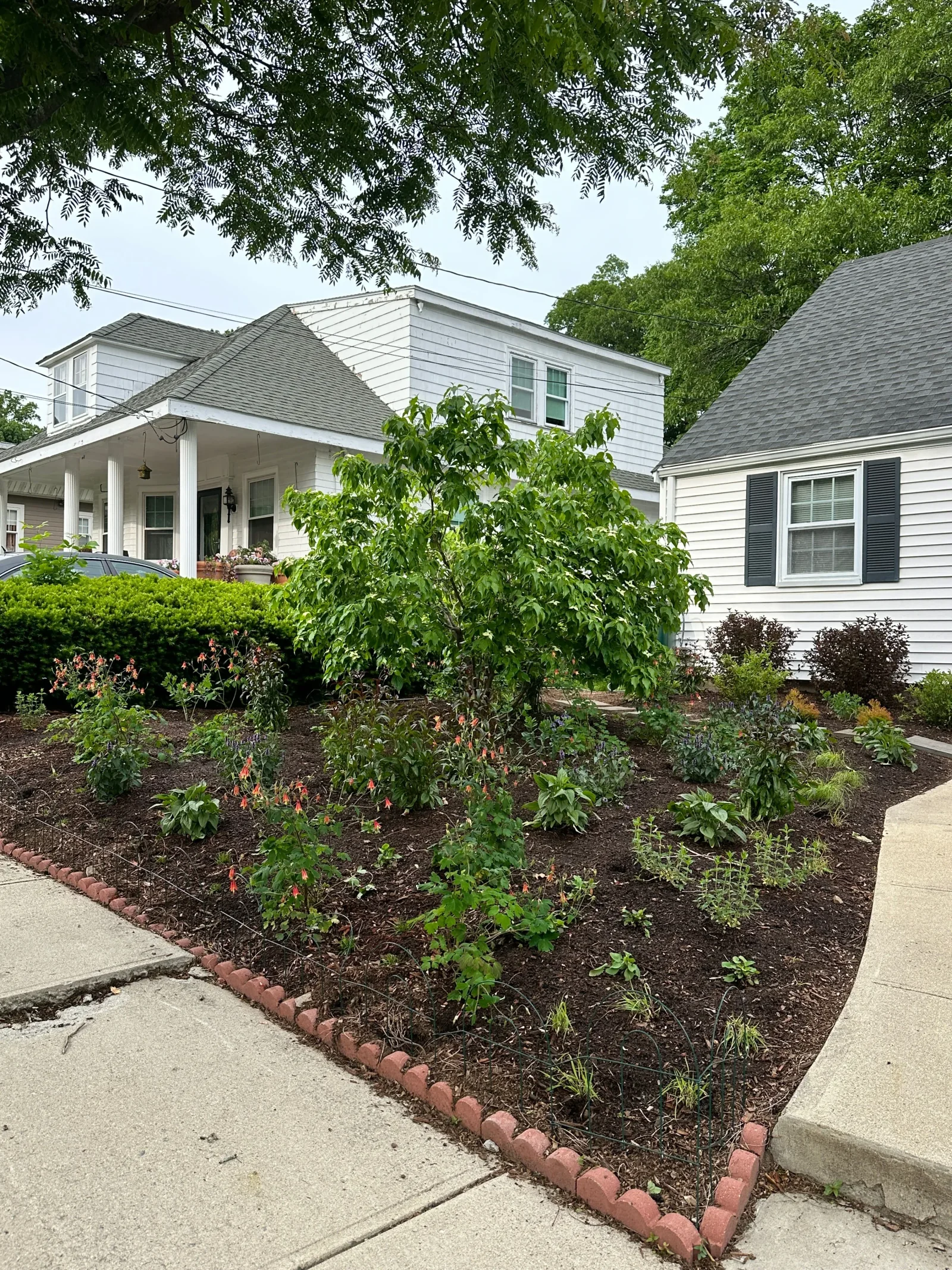 Front garden replacing lawn