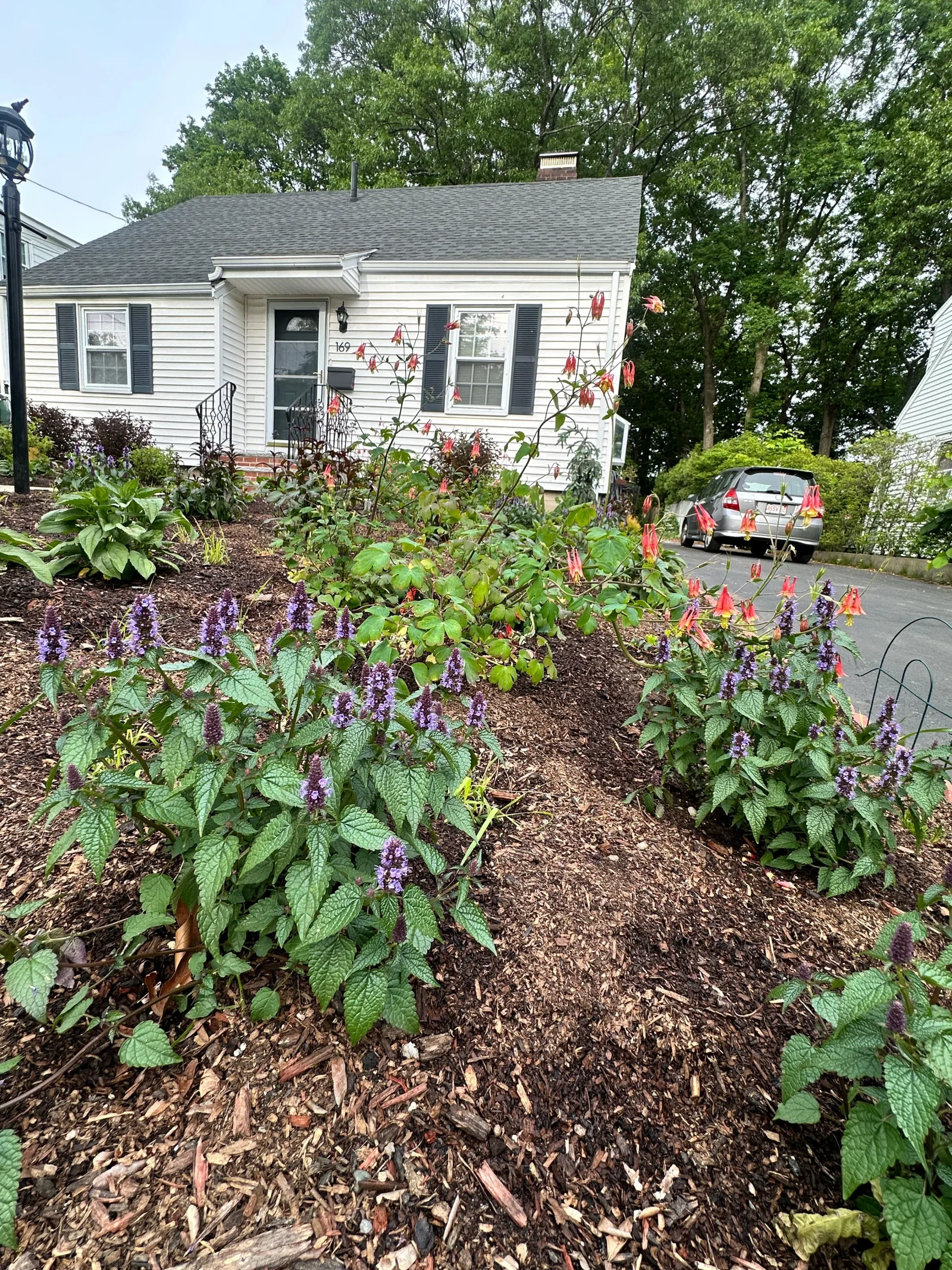 Front garden replacing lawn