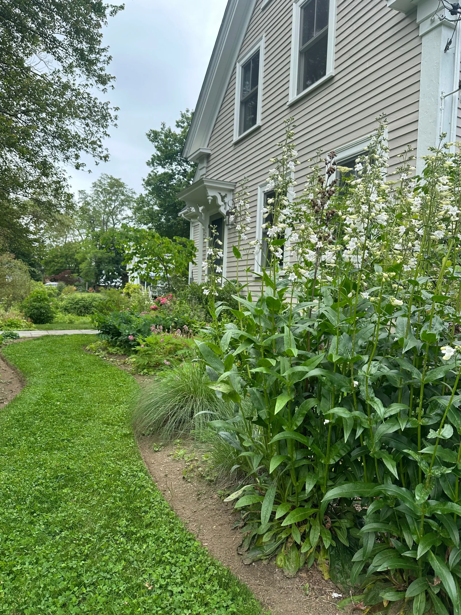 Native habitat garden planting