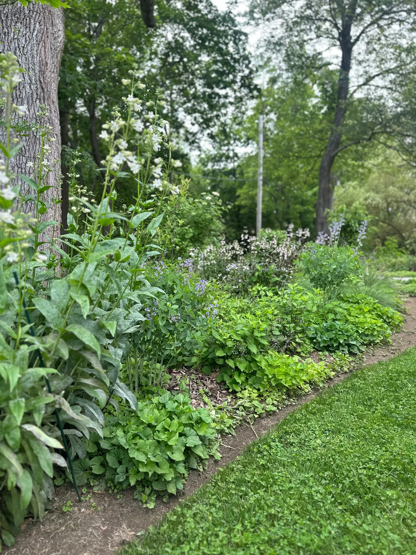 Native habitat garden planting
