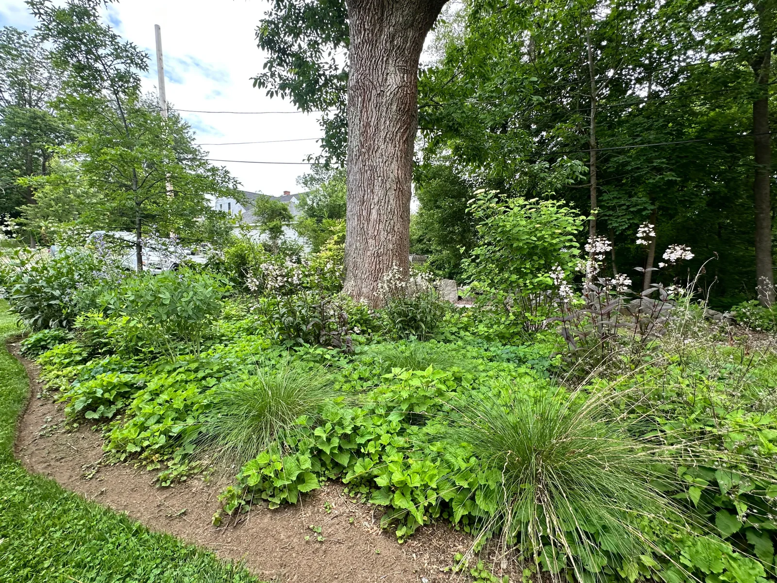 Native habitat garden planting