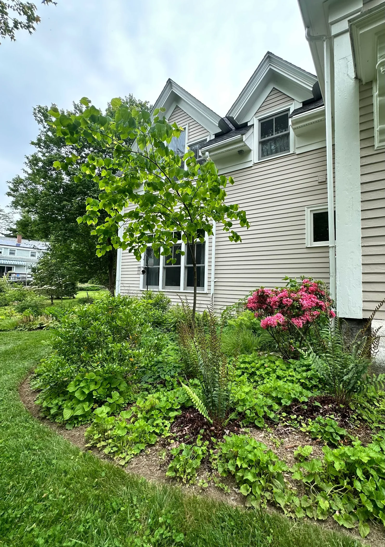 Native habitat garden planting