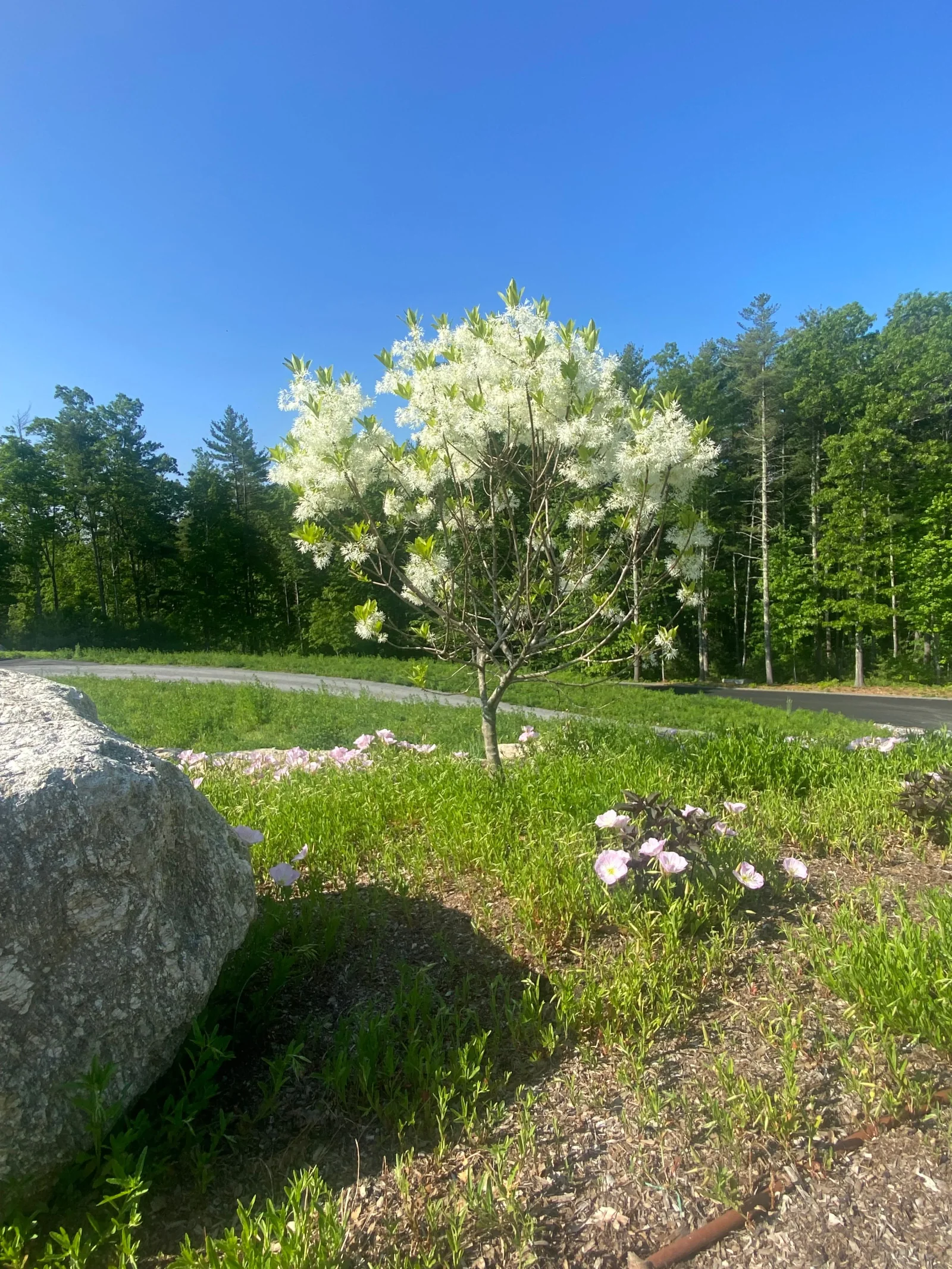 Native habitat garden planting