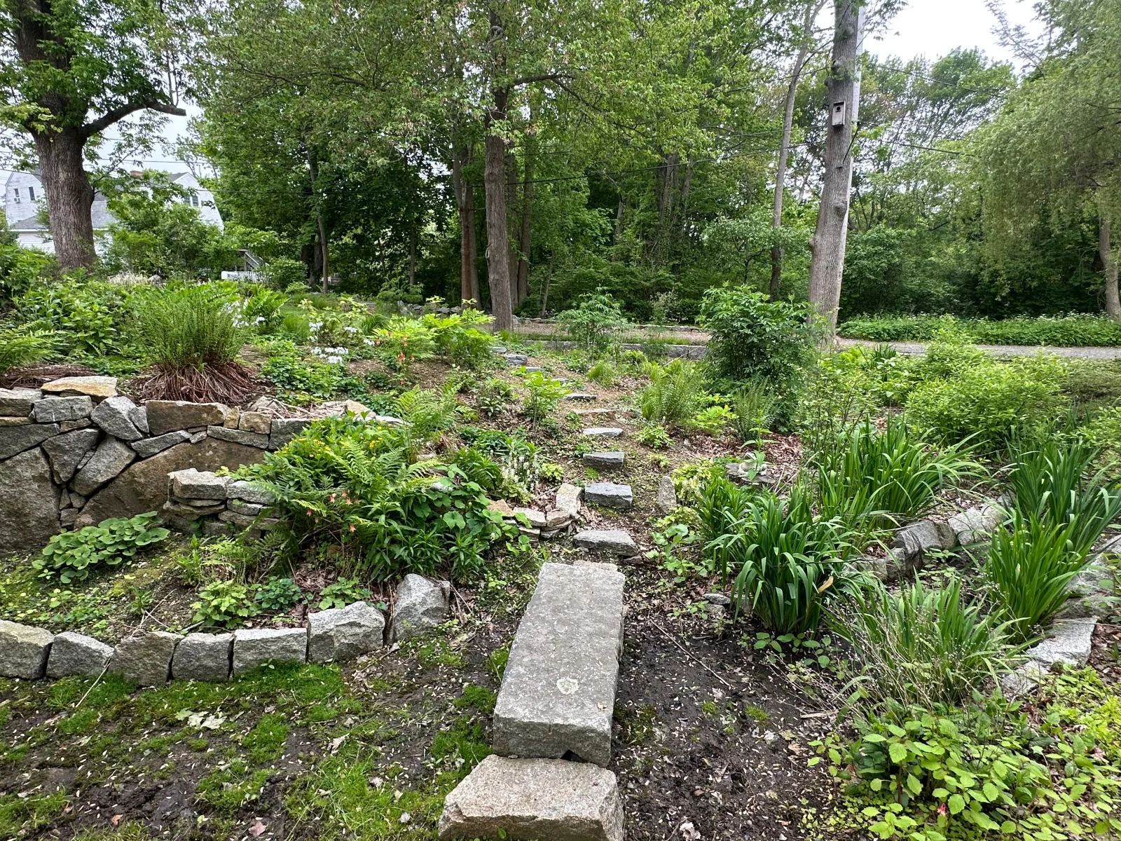 Native habitat garden planting