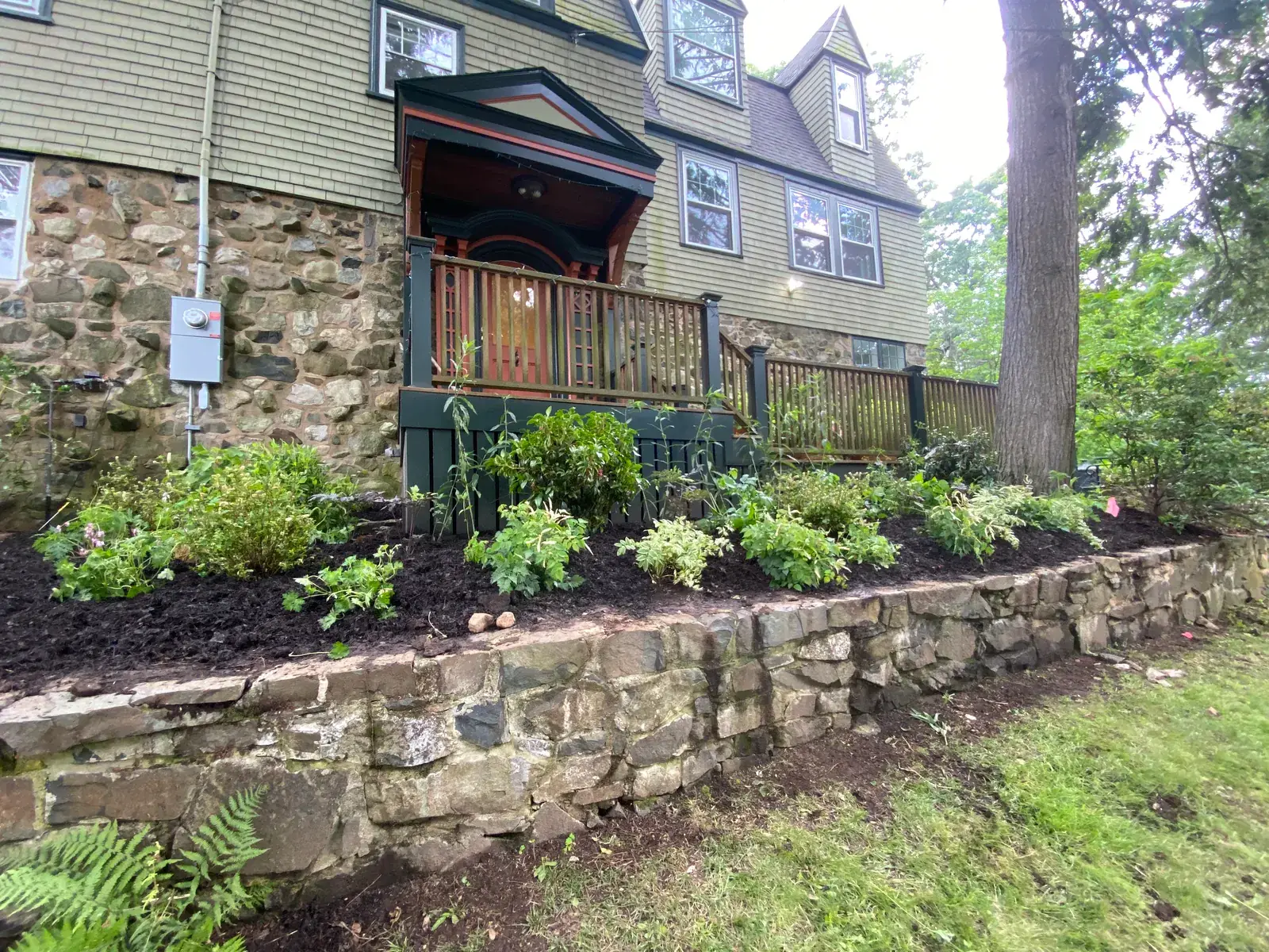 Front entry of a green Victorian framed by native plantings