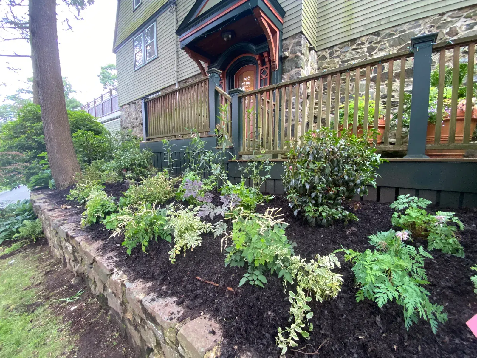 Native ferns and woodland plants along the foundation